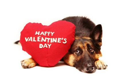 Valentine Adoption Promo At River Park Central California Valentine Adoption Promo At River Park Central California
