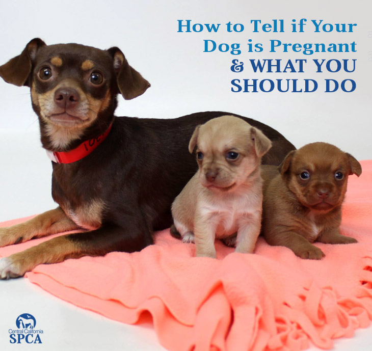 what to do if dog is pregnant