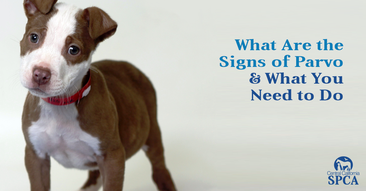 signs of parvo