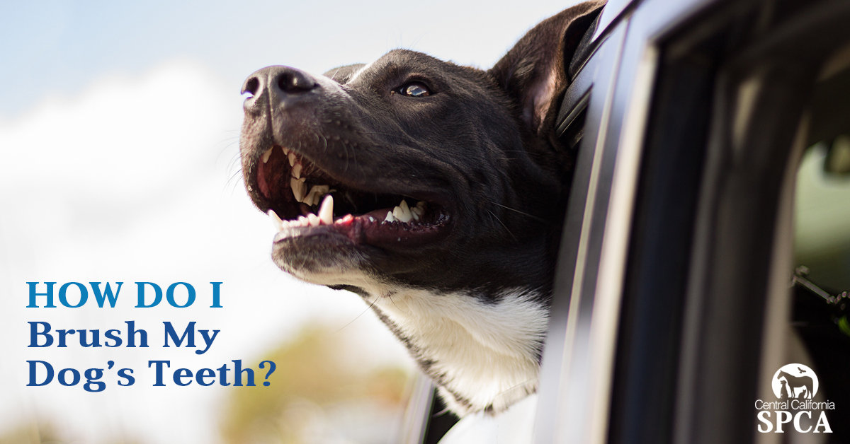i brushed my dogs teeth with human toothpaste