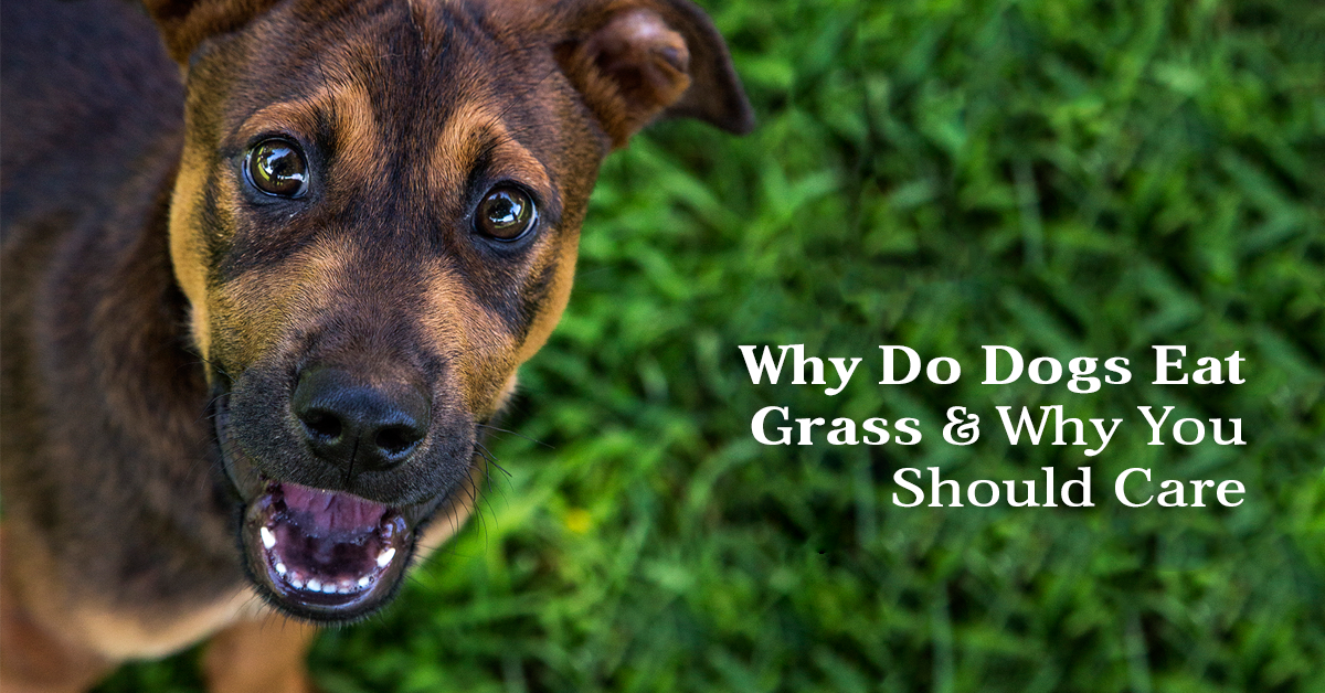 Why Do Dogs Eat Grass and Why You Should Care