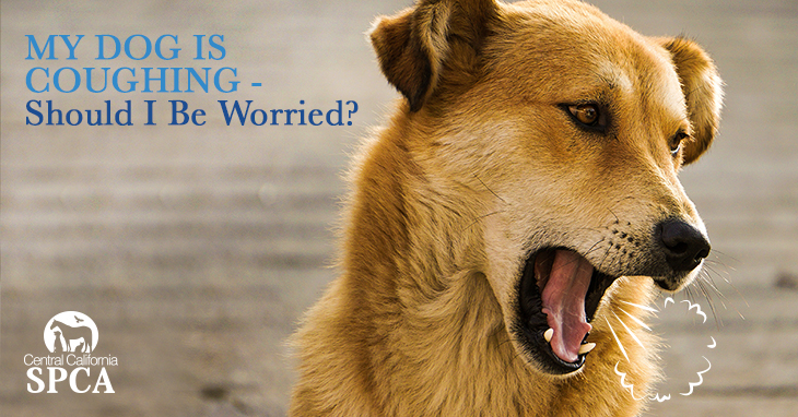 Top 9 why is my dog gagging and coughing up white foam 2 My Dog is Coughing - Should I Be Worried?