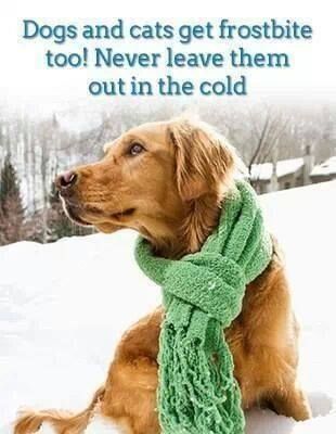 Winter Weather Tips Central California Spca Fresno Ca Winter Weather Tips Central