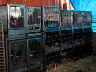 102 Fighting Roosters Seized