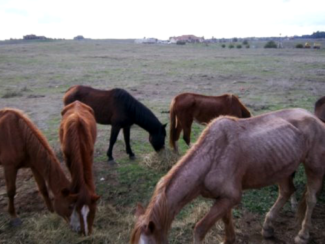 11 Horses Seized Due To Neglect 2