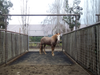 11 Horses Seized Due To Neglect 3