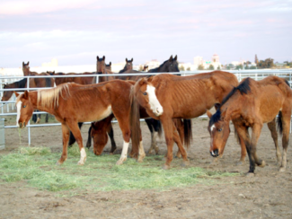 11 Horses Seized Due To Neglect