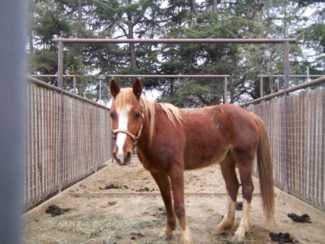11 Horses Seized Due To Neglect 4