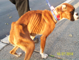 12 Animals Rescued From Severe Neglect 4