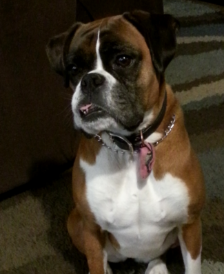 12 Animals Rescued From Severe Neglect 4