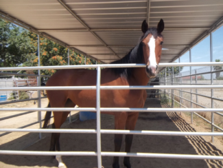 19 Horses Seized Due to Neglect 2