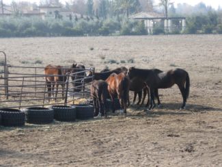19 Horses Seized Due to Neglect