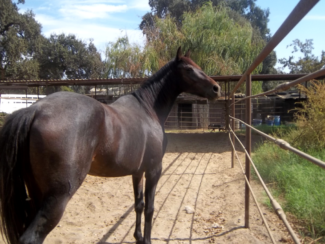 19 Horses Seized Due to Neglect 4
