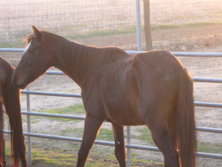 19 Horses Seized Due to Neglect 5