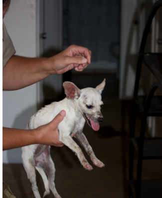 4 Dogs Seized from Apartment on Hot Day 2