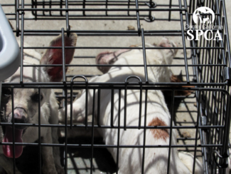 4 Dogs Seized from Apartment on Hot Day