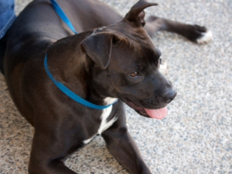 Abused Pit Bull Rescued 3