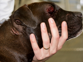 Abused Pit Bull Rescued