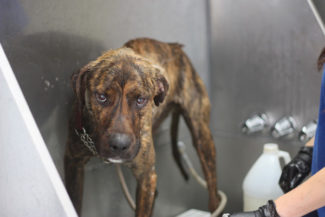 CCSPCA- Bath 6_23_13 Dog 2