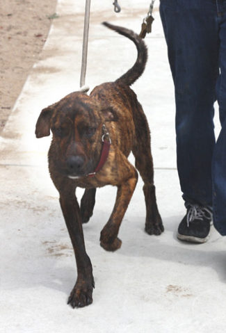 CCSPCA Bath 6_23_13 Dog 2c