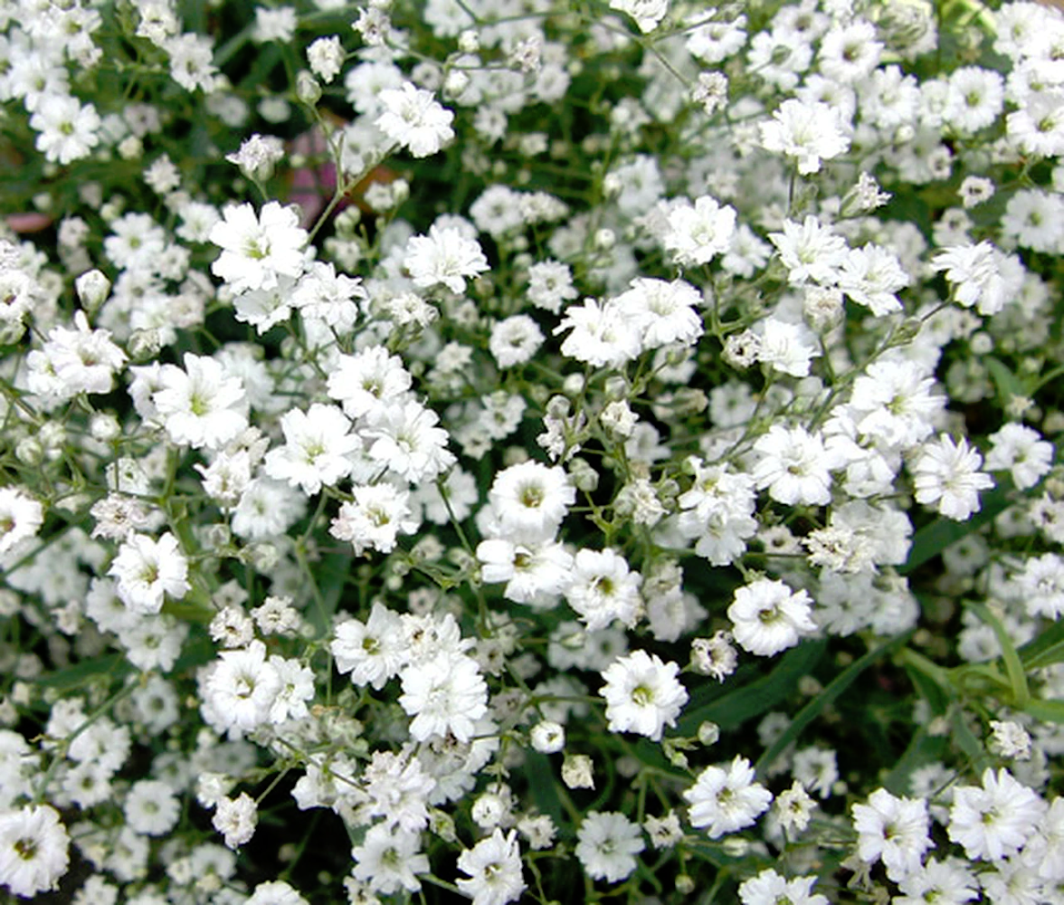 baby's breath poisonous dogs