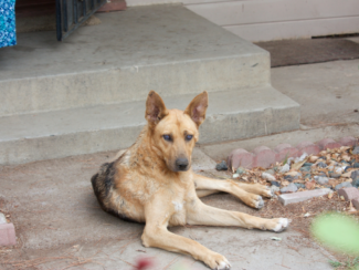 Five Dogs Seized from House in Southwest Fresno Due To Neglect 2