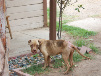 Five Dogs Seized from House in Southwest Fresno Due To Neglect