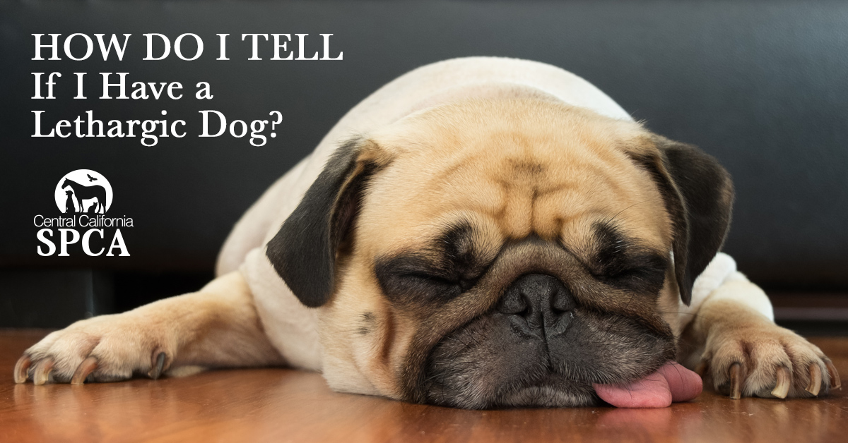 How Do I Tell if I Have a Lethargic Dog?