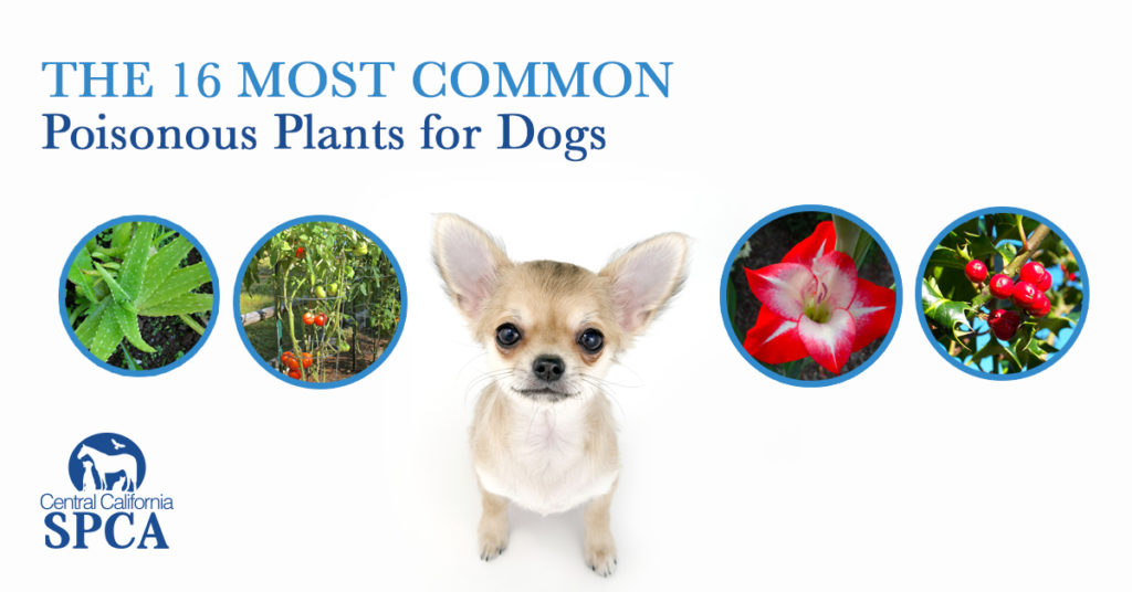 The 16 Most Common Poisonous Plants for Dogs