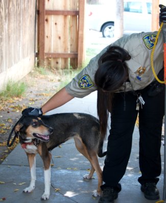 Two Hound Dogs Abandoned 3