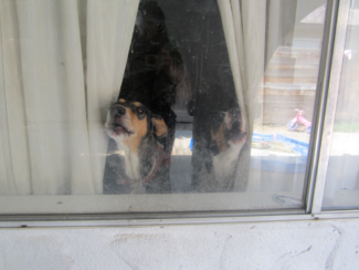Two Hound Dogs Abandoned
