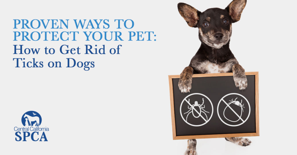 Top 20+ how to get rid of ticks on dogs 2 Proven Ways to Protect Your Pet: How to Get Rid of Ticks on Dogs