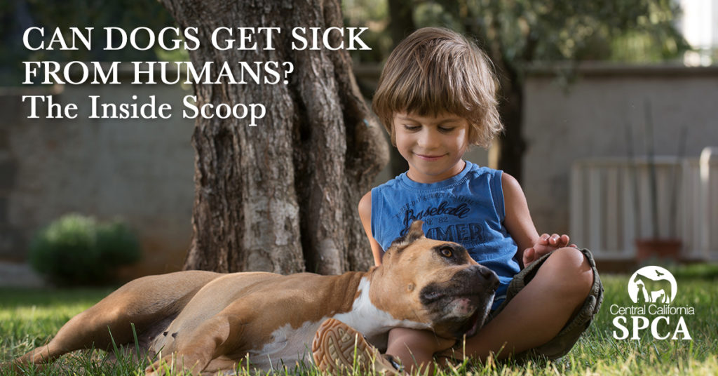 Can Dog Get Sick From Humans the Inside Scoop