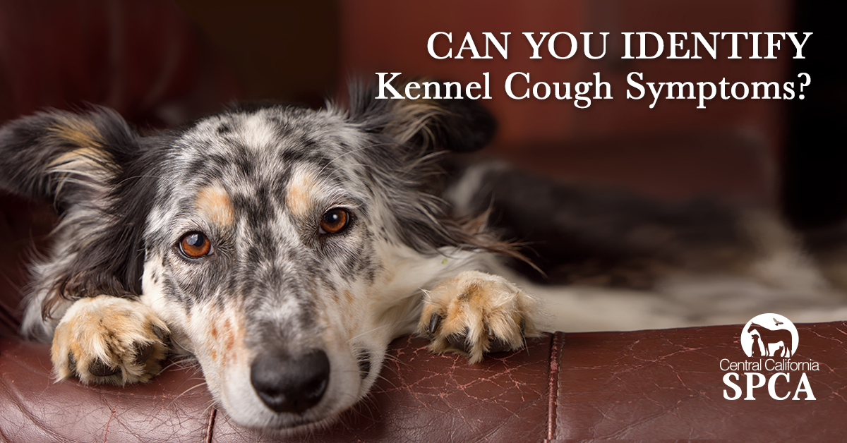 kennel cough lethargy