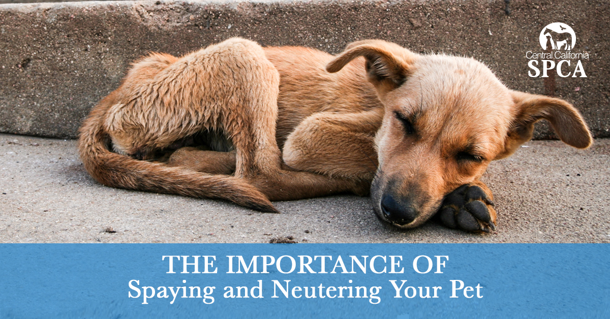 how much does it cost to get a male dog neutered