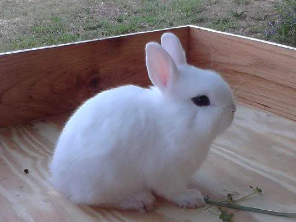 dwarf hotot bunny