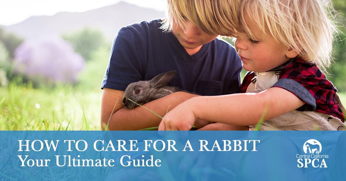 spca rabbit care