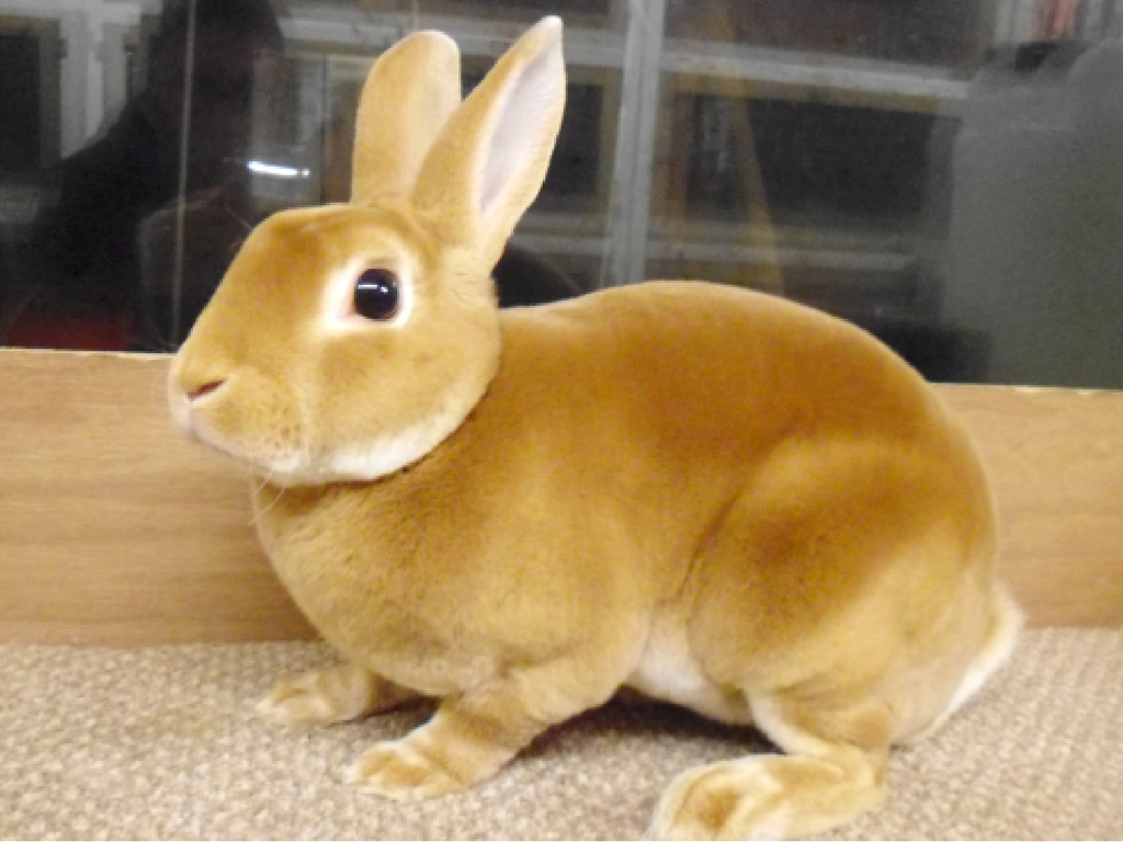 miniature rex bunny