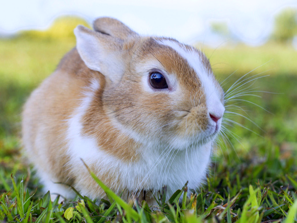 white polish rabbit