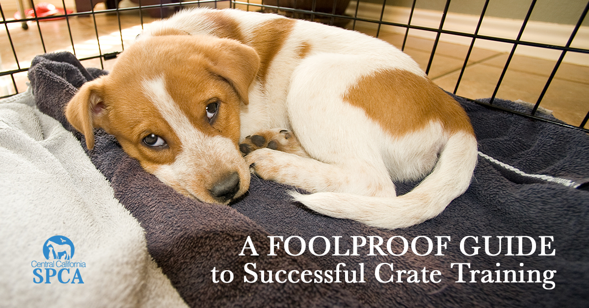 how to train dog not to bark in crate