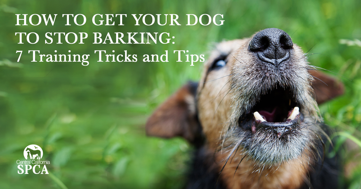 what to do when puppy barks in crate