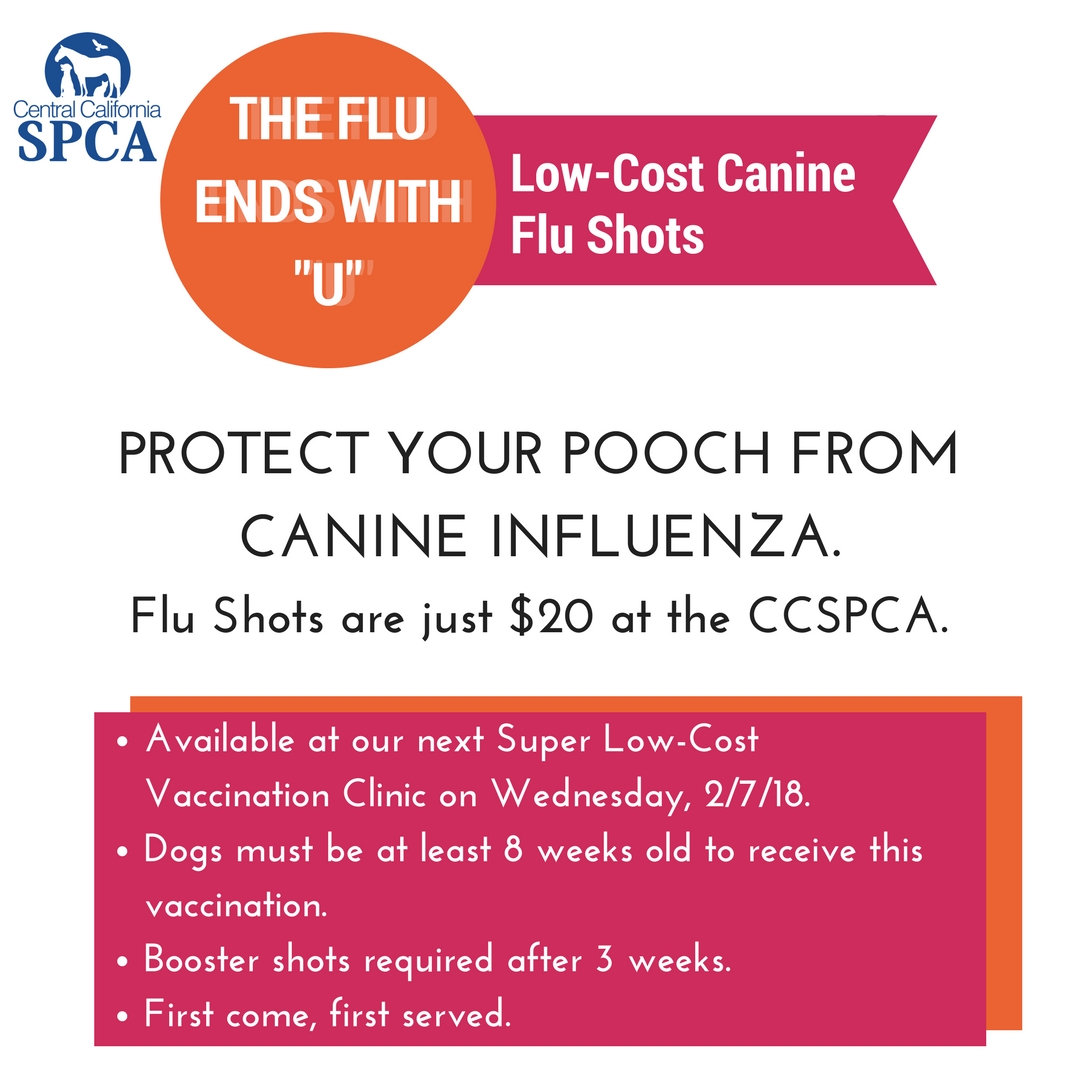 Canine Flu Central California SPCA, Fresno, CA