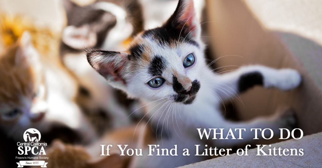 What to do if you find a litter of kittens