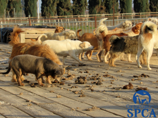 383 Neglected Animals 8