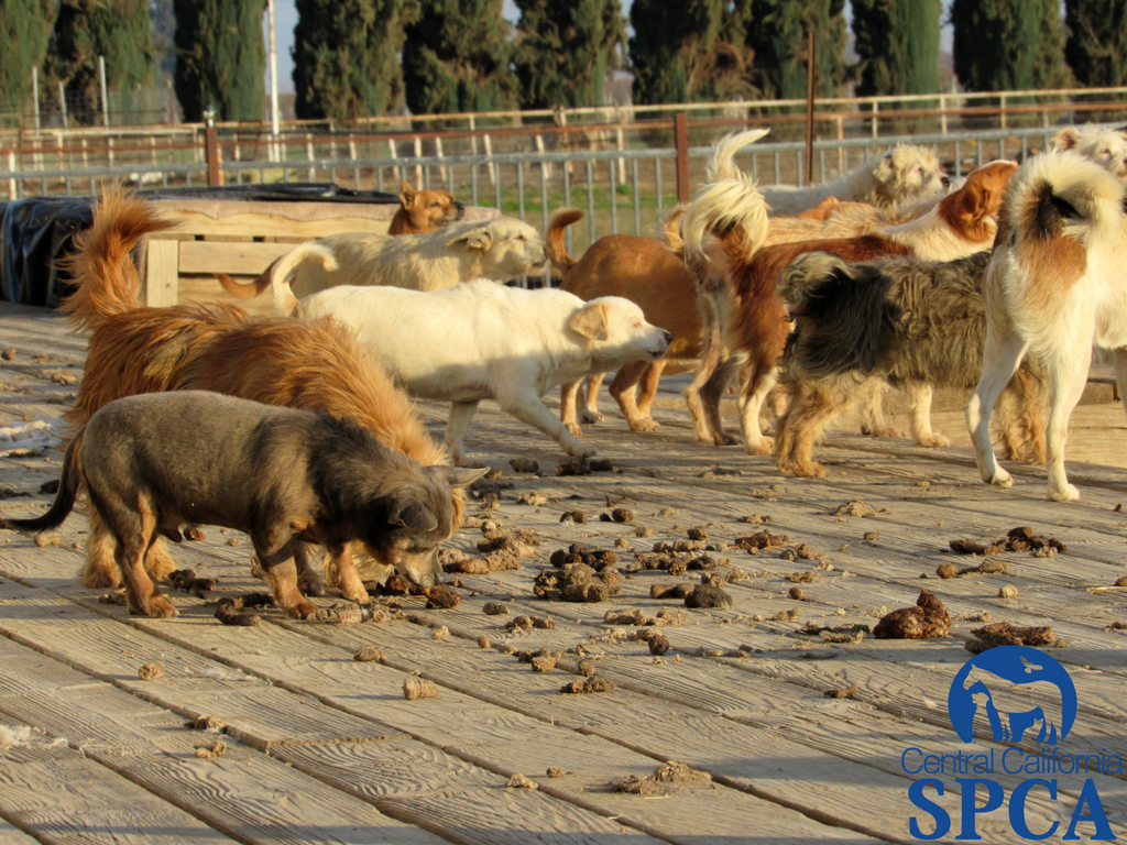 Felony Charges Filed In Case Involving 383 Neglected Animals In Laton 