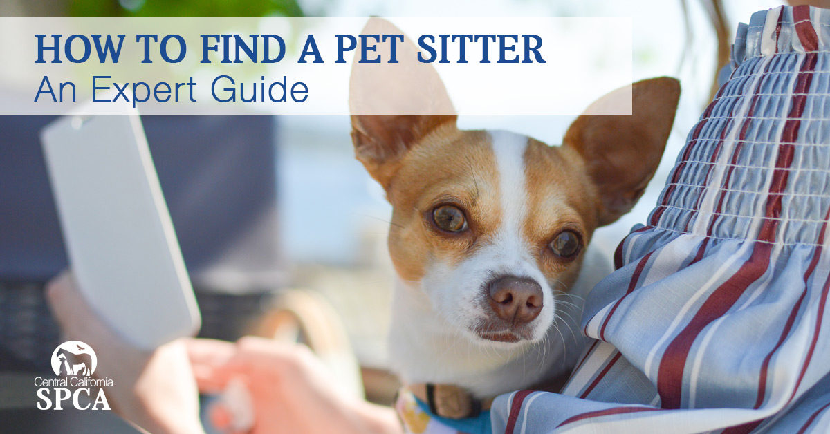 Everything about Should You Tip Your Pet Sitter In Miami