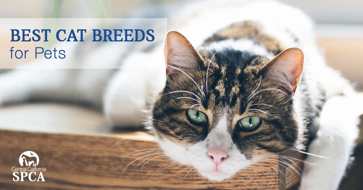 best cat breeds