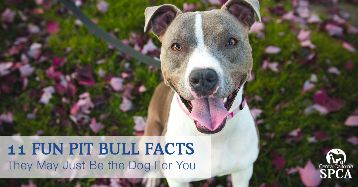 are pit bulls mean to other dogs