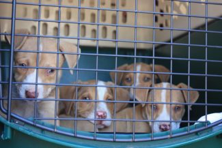 #CCSPCARescueTails - RescuePalooza 2