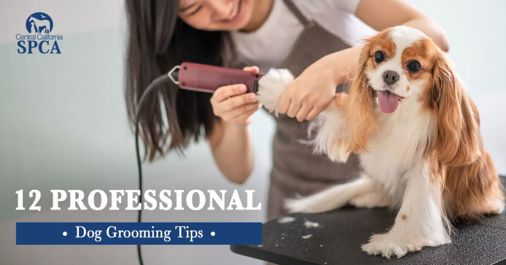 dog grooming for beginners